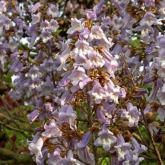 Paulownia Tomentosa