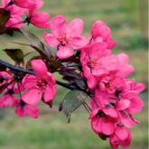 Malus Prairie Fire Malus Prairie Fire
