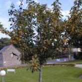 Malus Golden Hornet Malus Golden Hornet