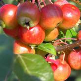 Malus Everest Malus Everest