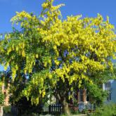 Laburnum Anagyroides Laburnum Anagyroides