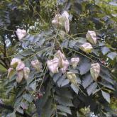 Koelreuteria Paniculata