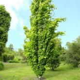 Fagus Sylvatica Dawyck Gold Fagus Sylvatica Dawyck Gold