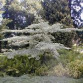 Cornus Controversa Variegata