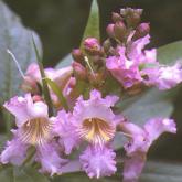 Chitalpa Tashkentensis Pink Chitalpa Tashkentensis Pink