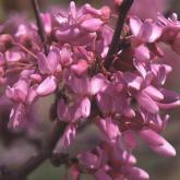 Cercis Siliquastrum Cercis Siliquastrum