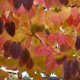 Cercidiphyllum Japonicum Cercidiphyllum Japonicum