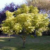 Catalpa Bignonioïdes Aurea Catalpa Bignonioïdes Aurea