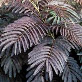 Albizia Julibrissin Summer Chocolate Albizia Julibrissin Summer Chocolate