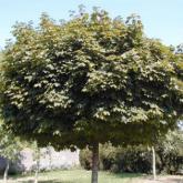 Acer P. Globosum Acer P. Globosum