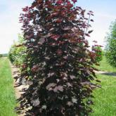 Acer P. Crimson Sentry Acer P. Crimson Sentry