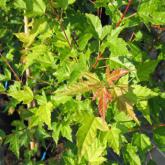 Acer Ginala Acer Ginala