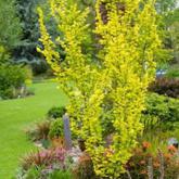 Ulmus Hollandica Wredei