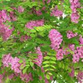 Robinia Boyntonii = Hispida