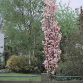 Prunus Serrulata Amanogawa