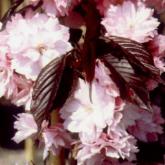 Prunus Serrulata Royal Burgundy