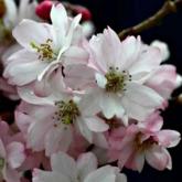 Prunus Subhirtella Automnalis Prunus Subhirtella Automnalis