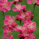 Prunus Mume Beni Chi Don