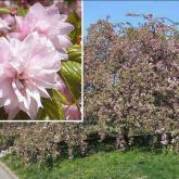 Prunus Kiki-Shidare-Zakura Prunus Kiki-Shidare-Zakura
