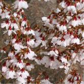 Prunus Incisa Kojo No Mai
