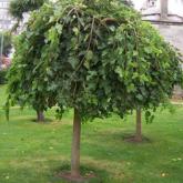 Morus Alba Pendula