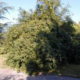 Fraxinus Excelsior Pendula Fraxinus Excelsior Pendula