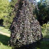 Fagus Sylvatica Purpurea Pendula