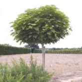 Catalpa Bignonioïdes Nana