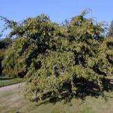 Carpinus Betulus Pendula
