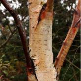 Betula Sentinelle d'Argent Betula Sentinelle d'Argent
