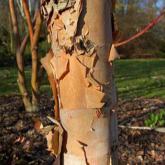 Betula Nigra Black Star Betula Nigra Black Star