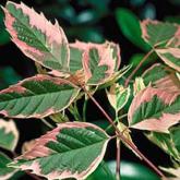 Acer Negundo Flamingo Acer Negundo Flamingo