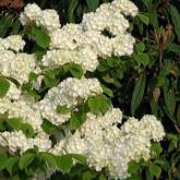 Viburnum Plicatum Popcorn Viburnum Plicatum Popcorn