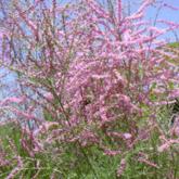 Tamarix Ramosissima Pink Cascade