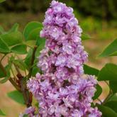 Syringa Vulgaris Katherine Havemeyer
