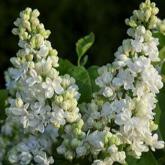Syringa Vulgaris Dentelle d'Anjou Syringa Vulgaris Dentelle d'Anjou