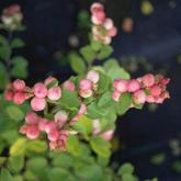 Symphoricarpos