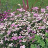 Spirea Japonica Little Princess