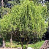 Salix Erythro Flexuosa