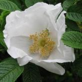 Rosa Rugosa Rosa Rugosa