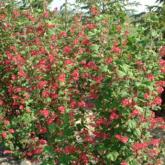 Ribes Sanguinem Pulborough Scarlet