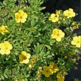 Potentilla Fruticosa Sommerflor