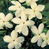 Jasminum Officinalis Clotted Cream
