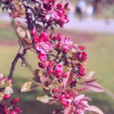 Malus Profusion