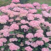 Hydrangea M. Marie Claire Hydrangea M. Marie Claire