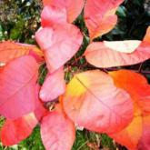 Cotinus Coggygria Flame Cotinus Coggygria Flame