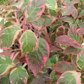 Cornus Florida Cherokee Daybreak