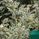 Cornus Alba Elegantissima Cornus Alba Elegantissima
