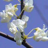 Cercis Siliquastrum Album