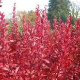Berberis Thunbergii Red Rocket